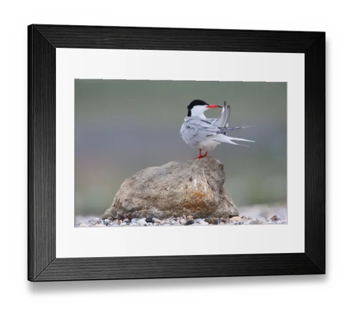 Framed Print : Common Tern (Sterna hirundo), Texel, The Netherlands Framed Print : Common Tern (Sterna hirundo), Texel, The Netherlands