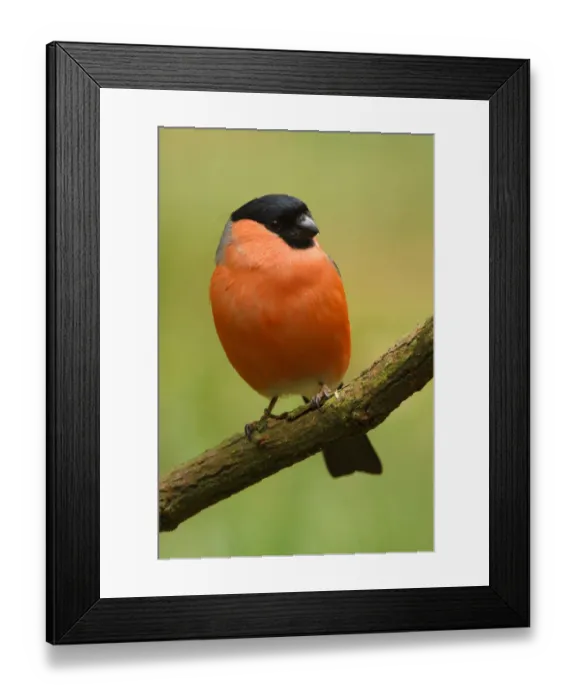 Framed Print : Eurasian Bullfinch (Pyrrhula pyrrhula) male, Utrecht, The Netherlands