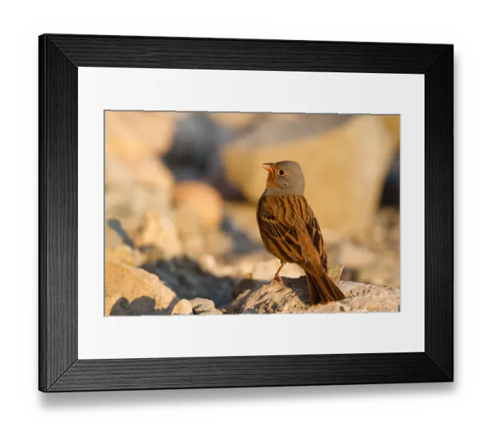 Framed Print : Cretzschmars Bunting (Emberiza caesia) male perched on stony ground, Cyprus Framed Print : Cretzschmars Bunting (Emberiza caesia) male perched on stony ground, Cyprus
