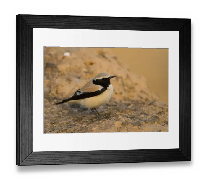 Framed Print : Desert Wheatear (Oenanthe deserti), Oman