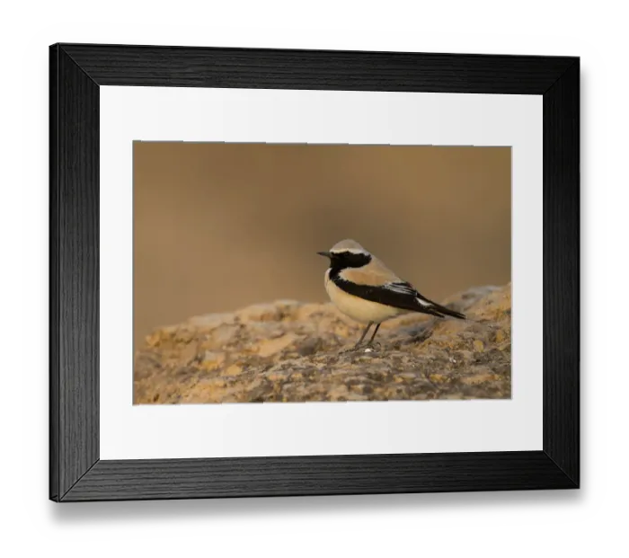 Framed Print : Desert Wheatear (Oenanthe deserti), Oman Framed Print : Desert Wheatear (Oenanthe deserti), Oman