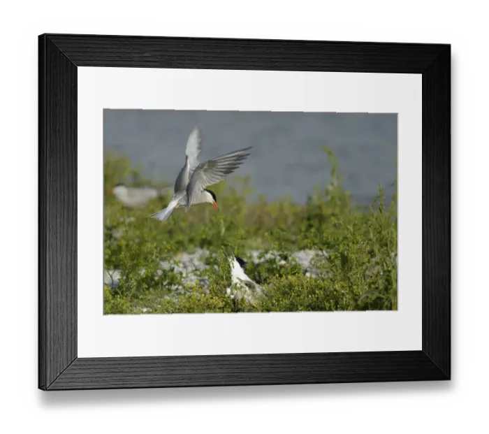 Framed Print : Common Tern (Sterna hirundo) and Sandwich Tern (Thalasseus sandvicensis), Texel