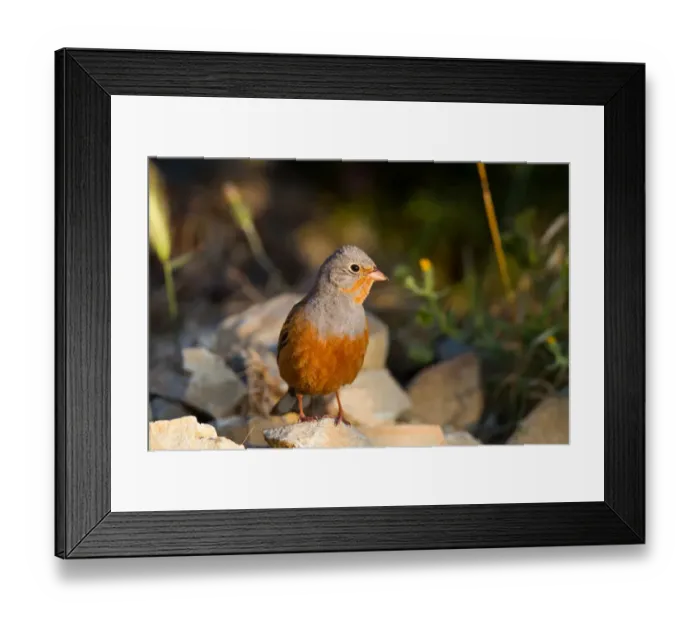 Framed Print : Cretzschmars Bunting (Emberiza caesia) male perched on stony ground, Cyprus Framed Print : Cretzschmars Bunting (Emberiza caesia) male perched on stony ground, Cyprus