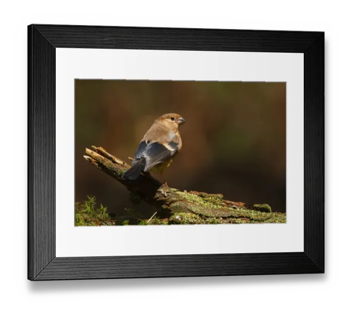 Framed Print : Eurasian Bullfinch (Pyrrhula pyrrhula) juvenile, Utrecht, The Netherlands Framed Print : Eurasian Bullfinch (Pyrrhula pyrrhula) juvenile, Utrecht, The Netherlands