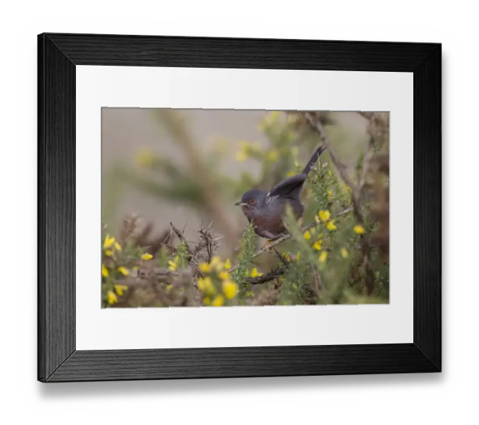 Framed Print : Dartford Warbler (Sylvia undata), Portugal Framed Print : Dartford Warbler (Sylvia undata), Portugal