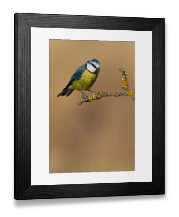 Framed Print : Eurasian Blue Tit (Cyanistes caeruleus), Extremadura, Spain Framed Print : Eurasian Blue Tit (Cyanistes caeruleus), Extremadura, Spain