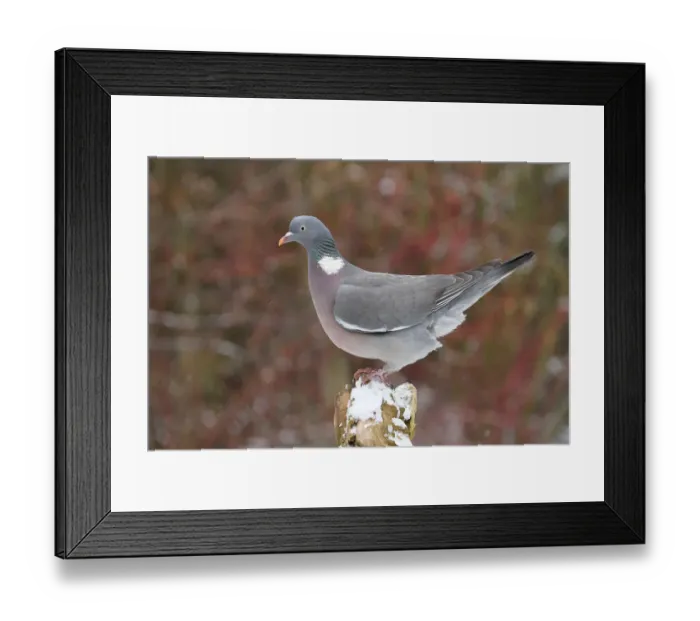 Framed Print : Common Wood Pigeon (Columba palumbus), Lower Saxony, Germany Framed Print : Common Wood Pigeon (Columba palumbus), Lower Saxony, Germany