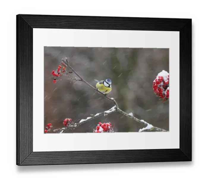 Framed Print : Eurasian Blue Tit (Cyanistes caeruleus), Lower Saxony, Germany Framed Print : Eurasian Blue Tit (Cyanistes caeruleus), Lower Saxony, Germany