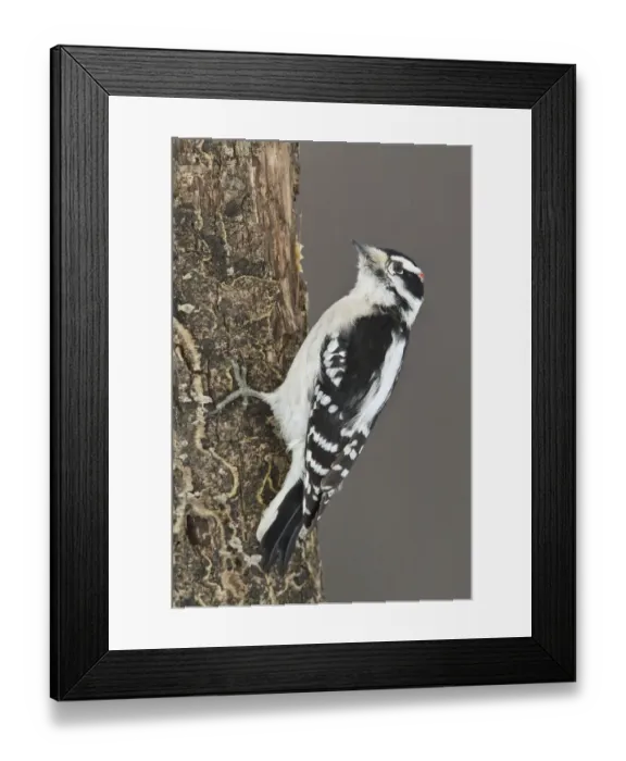 Framed Print : Downy Woodpecker (Dryobates pubescens) male, Ontario, Canada Framed Print : Downy Woodpecker (Dryobates pubescens) male, Ontario, Canada