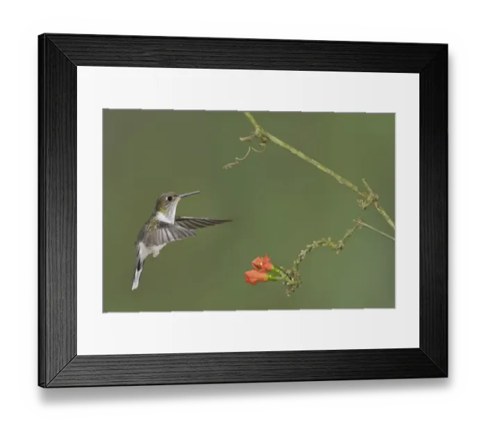 Framed Print : Ecuadorian Piedtail (Phlogophilus hemileucurus), Ecuador Framed Print : Ecuadorian Piedtail (Phlogophilus hemileucurus), Ecuador