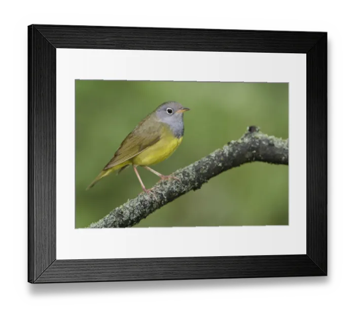 Framed Print : Connecticut Warbler (Oporornis agilis), Manitoba, Canada Framed Print : Connecticut Warbler (Oporornis agilis), Manitoba, Canada