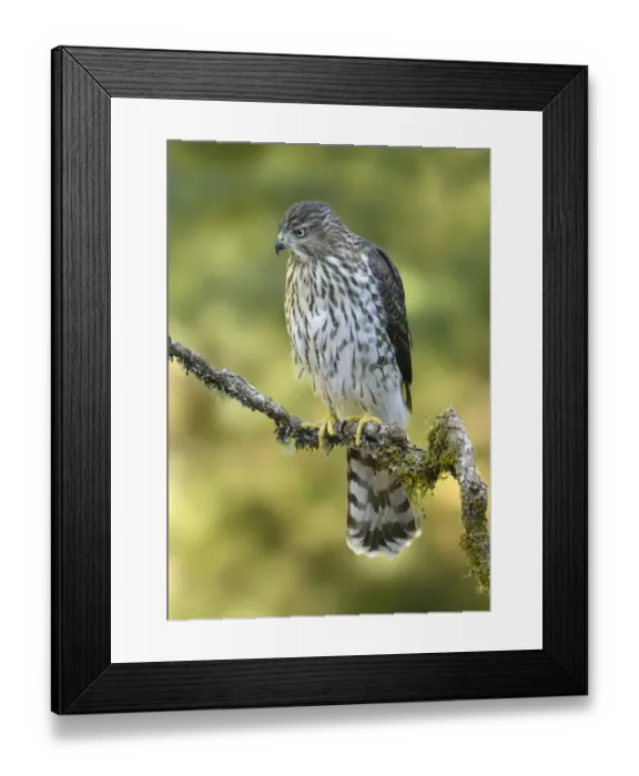 Framed Print : Coopers Hawk (Accipiter cooperii), British Columbia, Canada Framed Print : Coopers Hawk (Accipiter cooperii), British Columbia, Canada