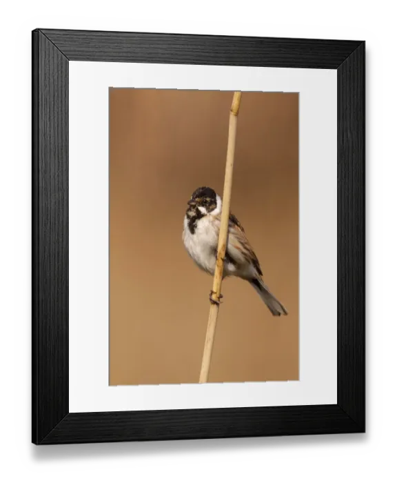 Framed Print : Common Reed Bunting (Emberiza schoeniclus) male, Utrecht, The Netherlands Framed Print : Common Reed Bunting (Emberiza schoeniclus) male, Utrecht, The Netherlands