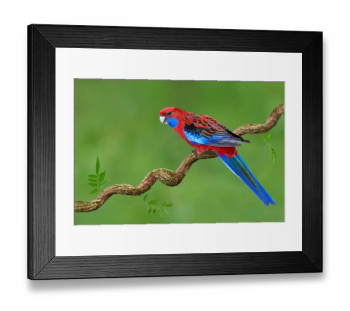 Framed Print : Crimson Rosella (Platycercus elegans) male, Victoria, Australia Framed Print : Crimson Rosella (Platycercus elegans) male, Victoria, Australia