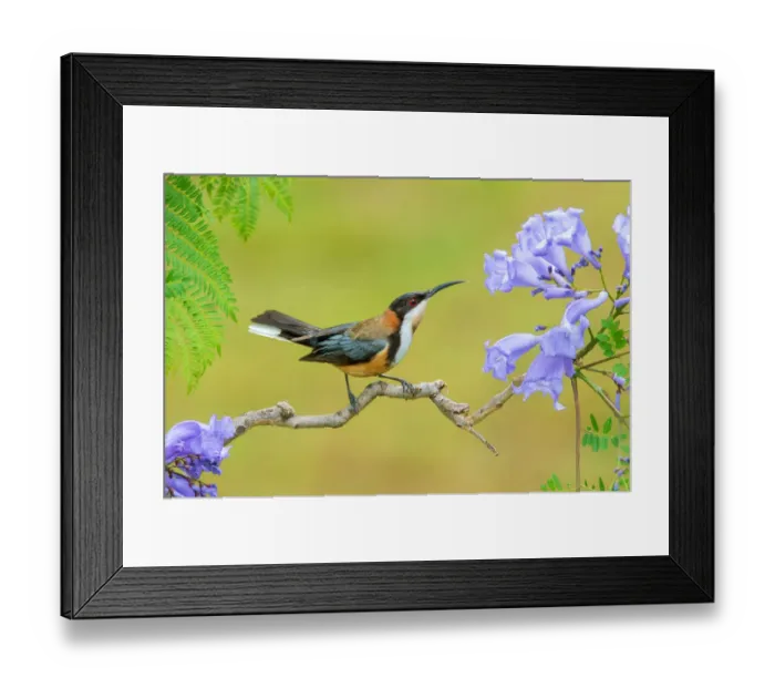 Framed Print : Eastern Spinebill (Acanthorhynchus tenuirostris), Victoria, Australia Framed Print : Eastern Spinebill (Acanthorhynchus tenuirostris), Victoria, Australia