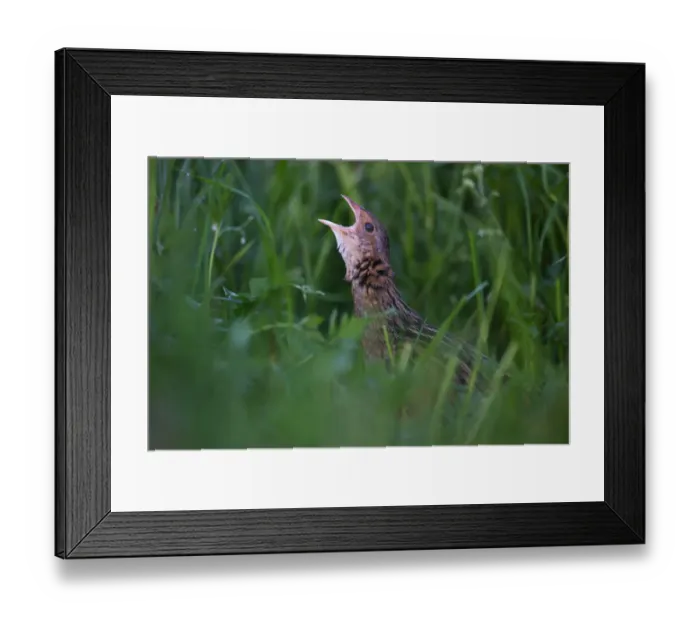 Framed Print : Corn Crake (Crex crex) male calling, Saxony, Germany Framed Print : Corn Crake (Crex crex) male calling, Saxony, Germany