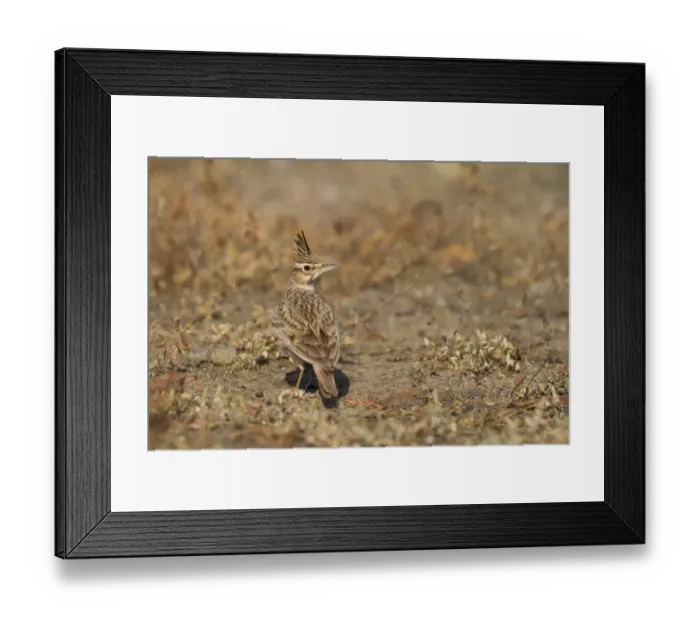 Framed Print : Crested Lark (Galerida cristata), Oman Framed Print : Crested Lark (Galerida cristata), Oman