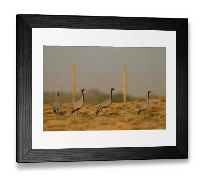 Framed Print : Demoiselle Crane (Grus virgo), Oman