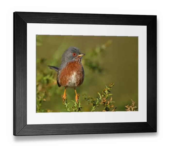 Framed Print : Dartford Warbler (Sylvia undata) male, Ferreira do Alentejo, Portugal Framed Print : Dartford Warbler (Sylvia undata) male, Ferreira do Alentejo, Portugal