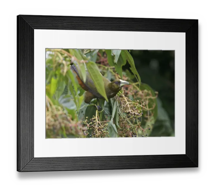Framed Print : Dusky-green Oropendola (Psarocolius atrovirens), Manu National Park, Peru Framed Print : Dusky-green Oropendola (Psarocolius atrovirens), Manu National Park, Peru