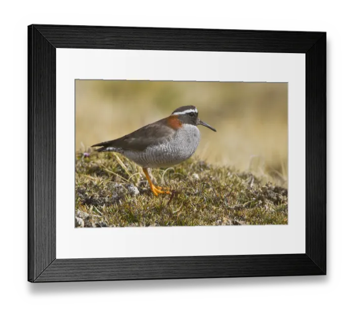 Framed Print : Diademed Plover (Phegornis mitchellii), Marcapomacocha, Peru Framed Print : Diademed Plover (Phegornis mitchellii), Marcapomacocha, Peru