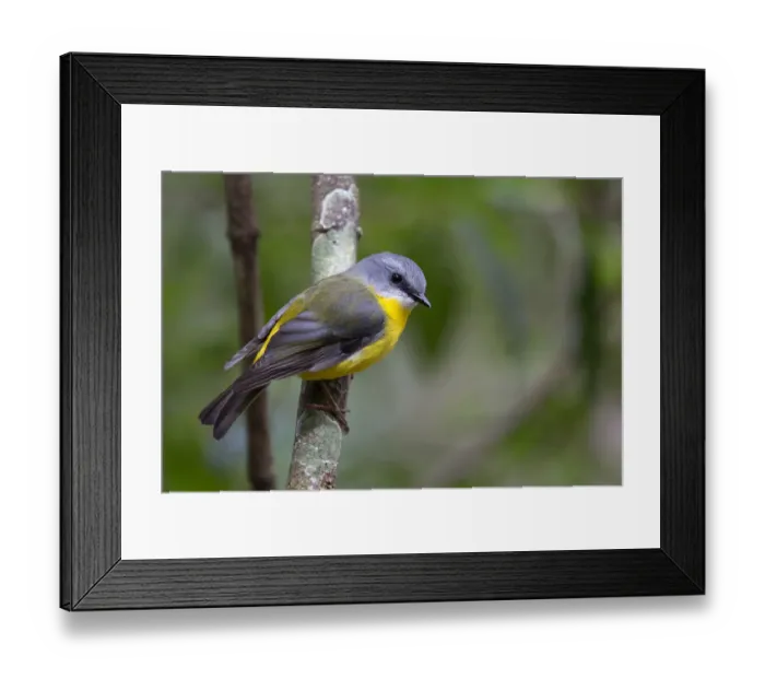 Framed Print : Eastern Yellow Robin (Eopsaltria australis), Queensland, Australia Framed Print : Eastern Yellow Robin (Eopsaltria australis), Queensland, Australia