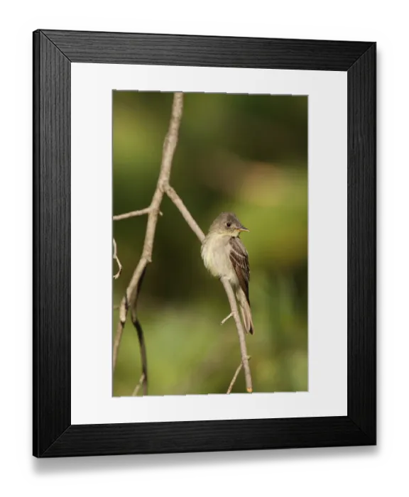 Framed Print : Eastern Wood Pewee (Contopus virens), Ohio, USA Framed Print : Eastern Wood Pewee (Contopus virens), Ohio, USA