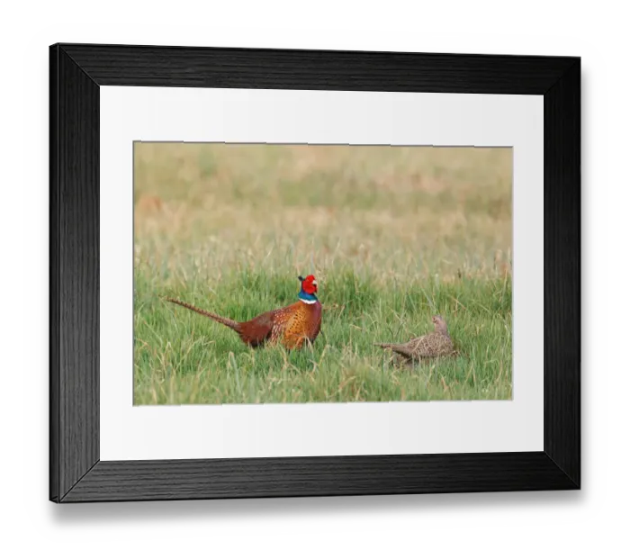 Framed Print : Common Pheasant (Phasianus colchicus) pair, Lake Neusiedl, Austria Framed Print : Common Pheasant (Phasianus colchicus) pair, Lake Neusiedl, Austria