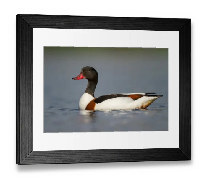Framed Print : Common Shelduck (Tadorna tadorna) female, Utrecht, The Netherlands Framed Print : Common Shelduck (Tadorna tadorna) female, Utrecht, The Netherlands