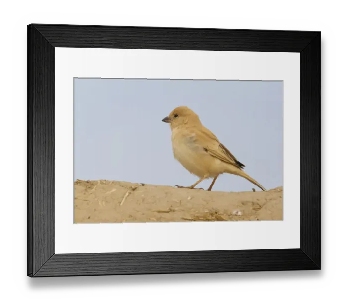 Framed Print : Desert Sparrow (Passer simplex) female, Morocco Framed Print : Desert Sparrow (Passer simplex) female, Morocco