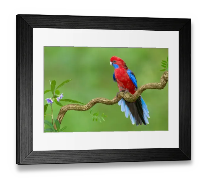 Framed Print : Crimson Rosella (Platycercus elegans) male, Victoria, Australia Framed Print : Crimson Rosella (Platycercus elegans) male, Victoria, Australia