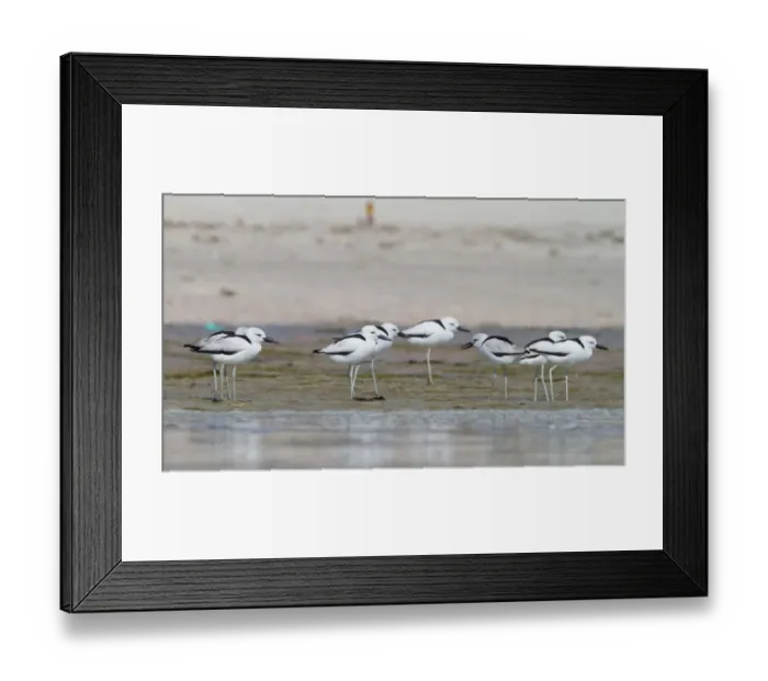 Framed Print : Crab-plover (Dromas ardeola), Oman Framed Print : Crab-plover (Dromas ardeola), Oman