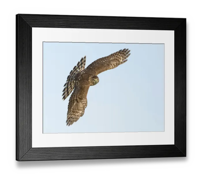 Framed Print : Coopers Hawk (Accipiter cooperii) flying, Texas, USA Framed Print : Coopers Hawk (Accipiter cooperii) flying, Texas, USA