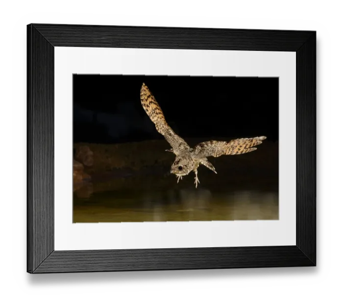 Framed Print : Common Poorwill (Phalaenoptilus nuttallii) flying, Arizona, USA Framed Print : Common Poorwill (Phalaenoptilus nuttallii) flying, Arizona, USA
