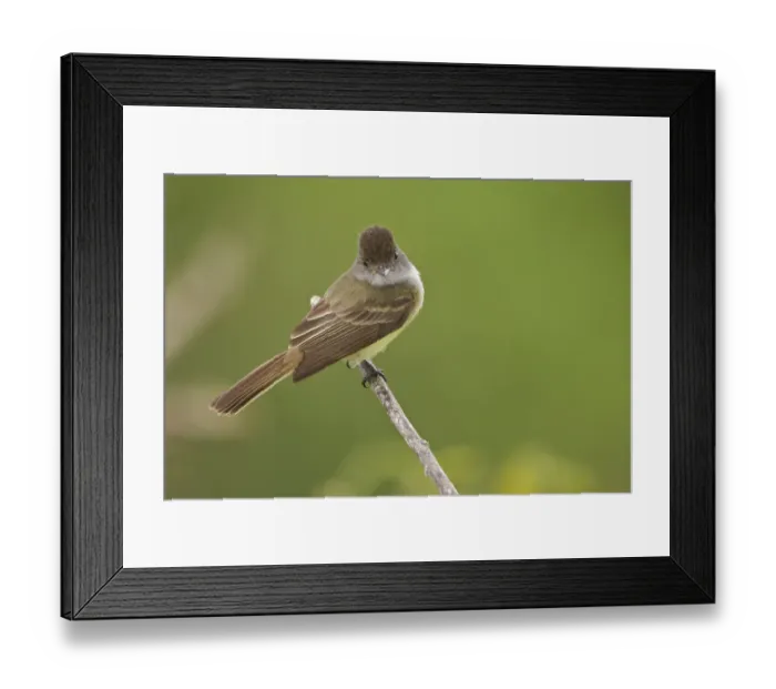 Framed Print : Dusky-capped Flycatcher (Myiarchus tuberculifer), Ecuador Framed Print : Dusky-capped Flycatcher (Myiarchus tuberculifer), Ecuador