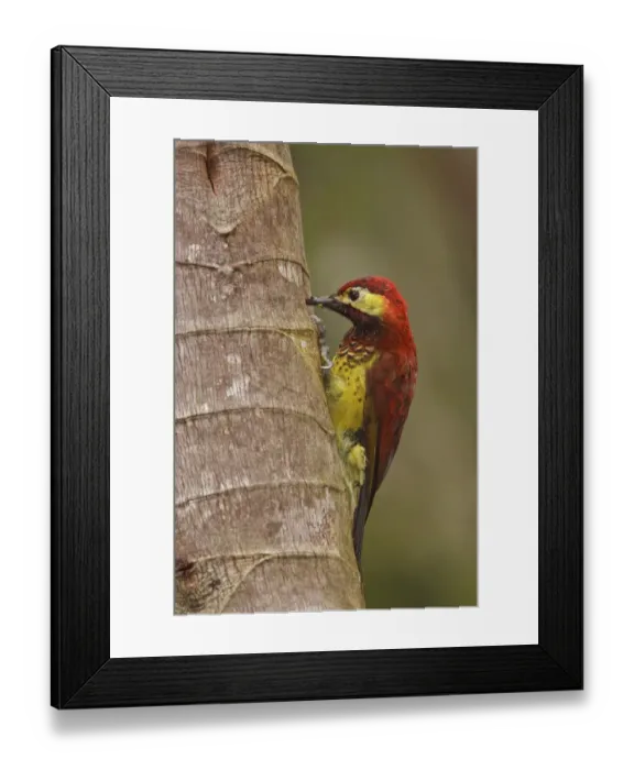 Framed Print : Crimson-mantled Woodpecker (Colaptes rivolii), Ecuador Framed Print : Crimson-mantled Woodpecker (Colaptes rivolii), Ecuador