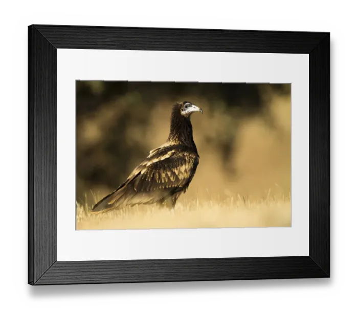Framed Print : Egyptian Vulture (Neophron percnopterus), Castile-La Mancha, Spain Framed Print : Egyptian Vulture (Neophron percnopterus), Castile-La Mancha, Spain