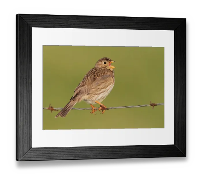 Framed Print : Corn Bunting (Emberiza calandra) singing, Extremadura, Spain Framed Print : Corn Bunting (Emberiza calandra) singing, Extremadura, Spain