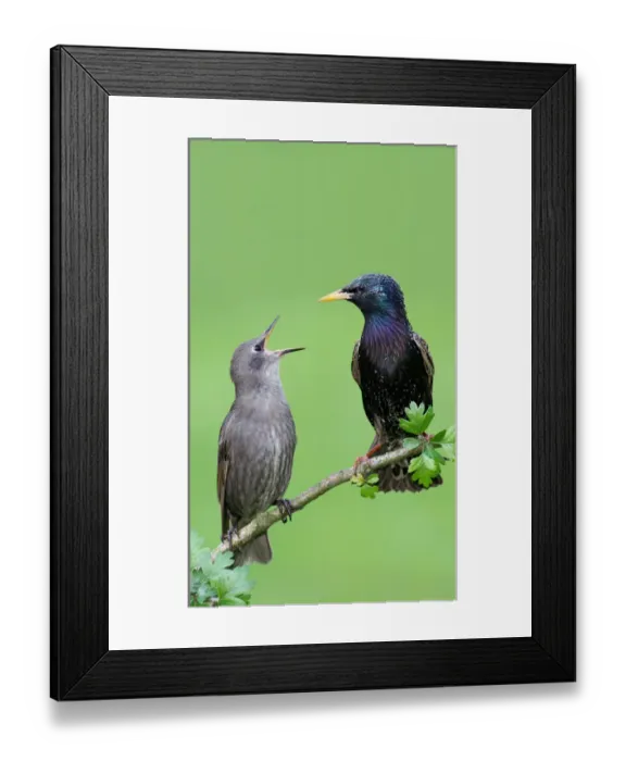 Framed Print : Common Starling (Sturnus vulgaris) juvenile begging for food, Brandenburg, Germany Framed Print : Common Starling (Sturnus vulgaris) juvenile begging for food, Brandenburg, Germany