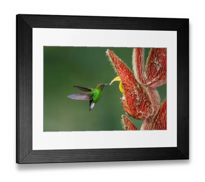 Framed Print : Coppery-headed Emerald (Elvira cupreiceps), Costa Rica