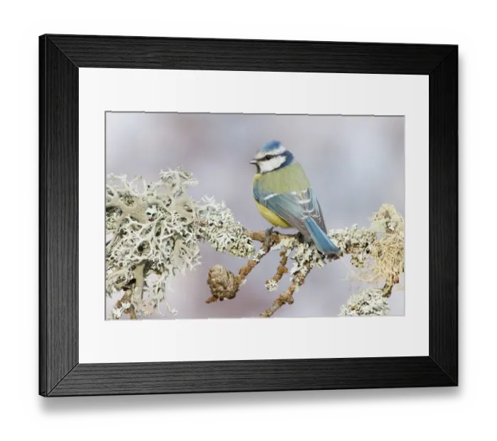 Framed Print : Eurasian Blue Tit (Cyanistes caeruleus), St. Gallen, Switzerland Framed Print : Eurasian Blue Tit (Cyanistes caeruleus), St. Gallen, Switzerland
