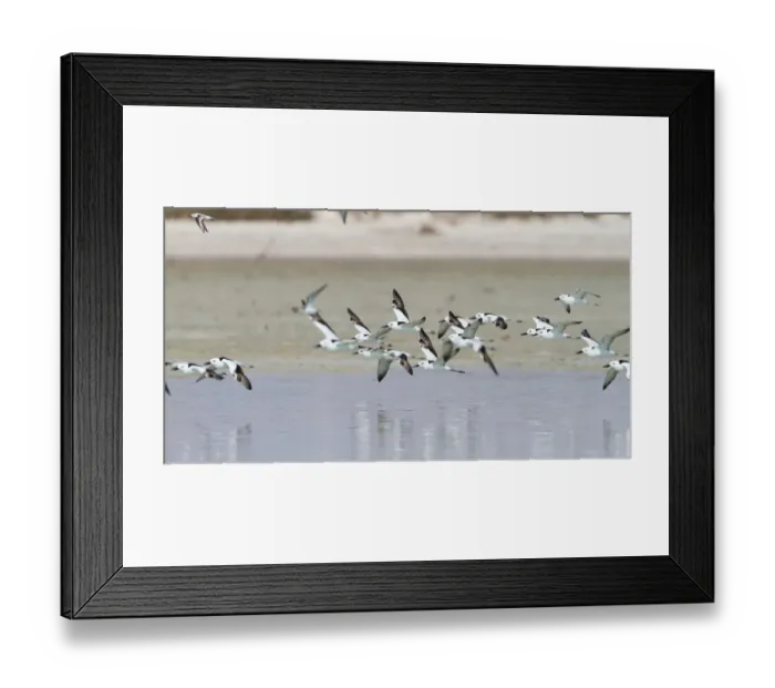 Framed Print : Crab-plover (Dromas ardeola) flying, Oman Framed Print : Crab-plover (Dromas ardeola) flying, Oman