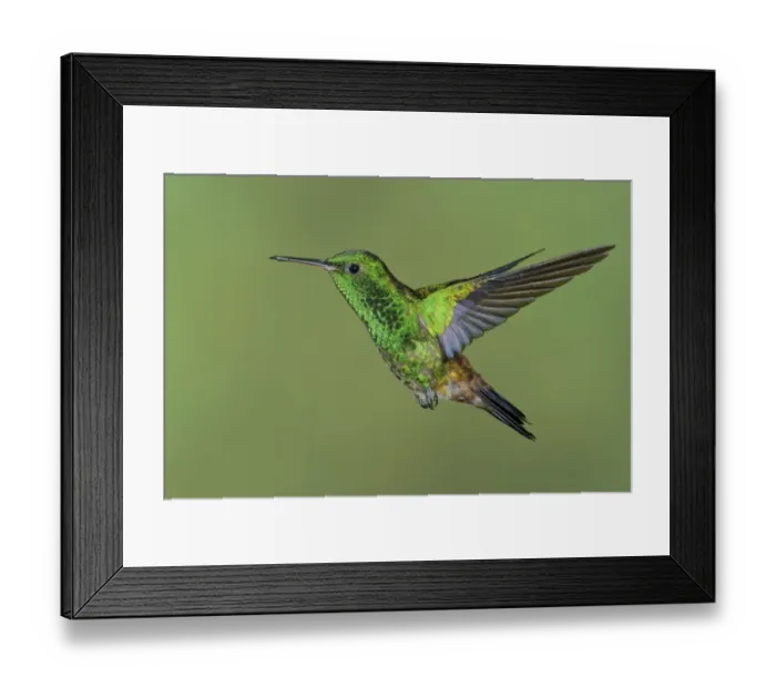 Framed Print : Copper-rumped Hummingbird (Amazilia tobaci), Trinidad and Tobago Framed Print : Copper-rumped Hummingbird (Amazilia tobaci), Trinidad and Tobago