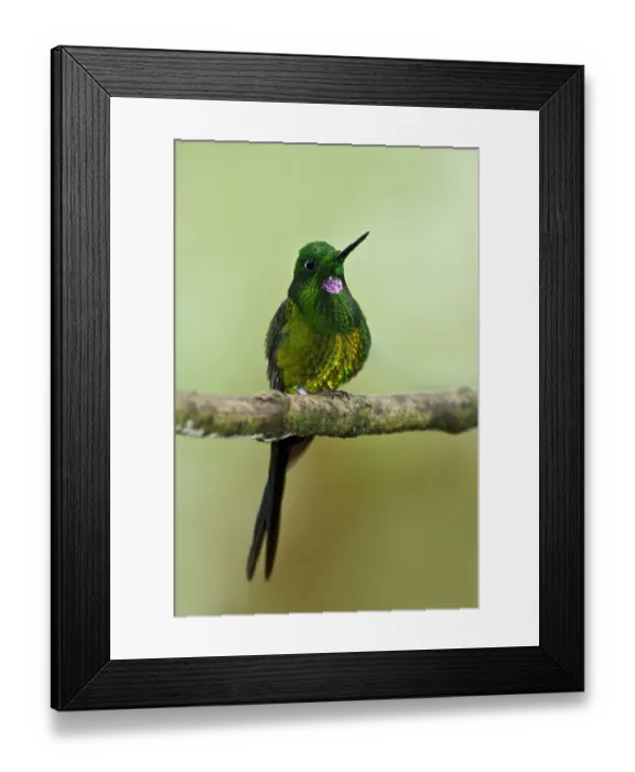 Framed Print : Empress Brilliant (Heliodoxa imperatrix), Ecuador Framed Print : Empress Brilliant (Heliodoxa imperatrix), Ecuador