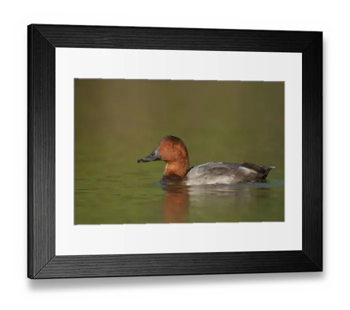 Framed Print : Common Pochard (Aythya ferina) male, Camargue, France Framed Print : Common Pochard (Aythya ferina) male, Camargue, France