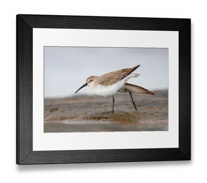 Framed Print : Curlew Sandpiper (Calidris ferruginea), Western Australia, Australia Framed Print : Curlew Sandpiper (Calidris ferruginea), Western Australia, Australia