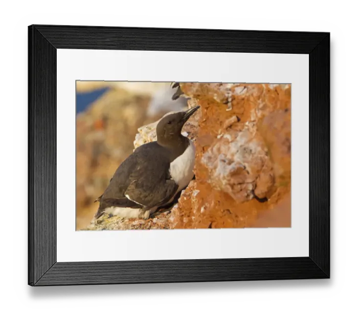 Framed Print : Common Murre (Uria aalge), Schleswig-Holstein, Germany Framed Print : Common Murre (Uria aalge), Schleswig-Holstein, Germany