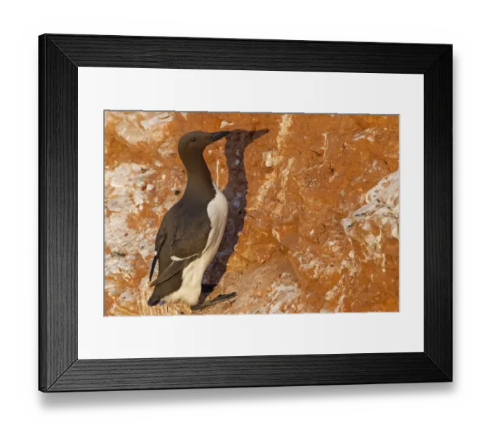 Framed Print : Common Murre (Uria aalge), Schleswig-Holstein, Germany Framed Print : Common Murre (Uria aalge), Schleswig-Holstein, Germany
