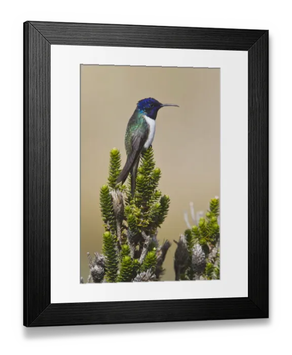 Framed Print : Ecuadorian Hillstar (Oreotrochilus chimborazo), Ecuador Framed Print : Ecuadorian Hillstar (Oreotrochilus chimborazo), Ecuador