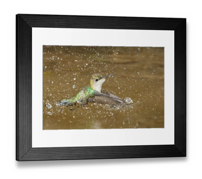 Framed Print : Crowned Woodnymph (Thalurania colombica) bathing, Costa Rica Framed Print : Crowned Woodnymph (Thalurania colombica) bathing, Costa Rica